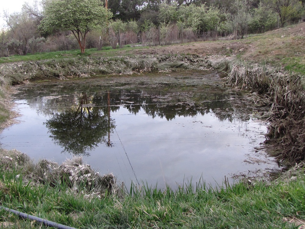 Attached picture Pond Nearly COMPLETELY DRAINED (Looking South - NOTE algae problem).jpg